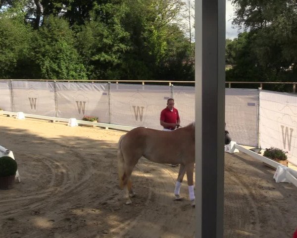 Handorfer Haflinger-Tag 2022
