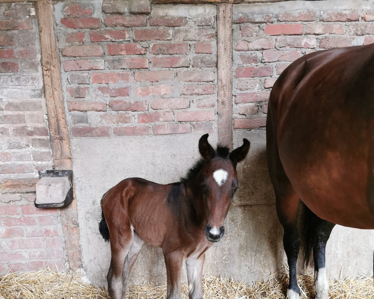 horse Thunderstruck H (Westphalian, 2022, from Thiago Gs OLD)