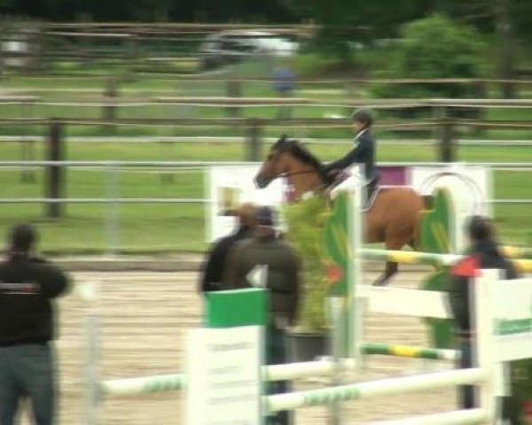 jumper Karwin 2 (New Forest Pony, 1999, from Kantje's Ronaldo)