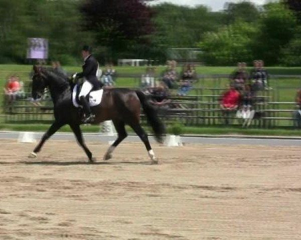 dressage horse Diamond Boy 8 (Rhinelander, 2001, from Diamond Hit)