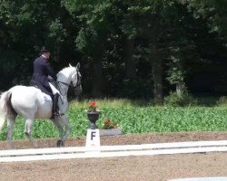 dressage horse Lord Potter (Hanoverian, 2000, from Londonderry)