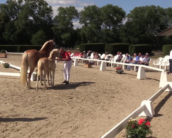 Handorfer Haflinger-Tag 2022