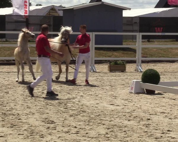 Handorfer Haflinger-Tag 2022