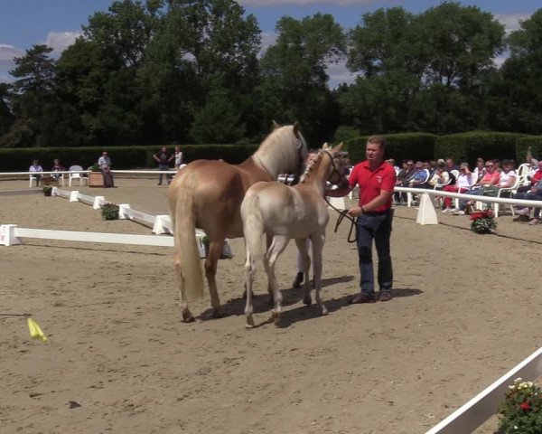 Handorfer Haflinger-Tag 2022