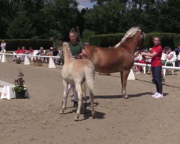 Handorfer Haflinger-Tag 2022