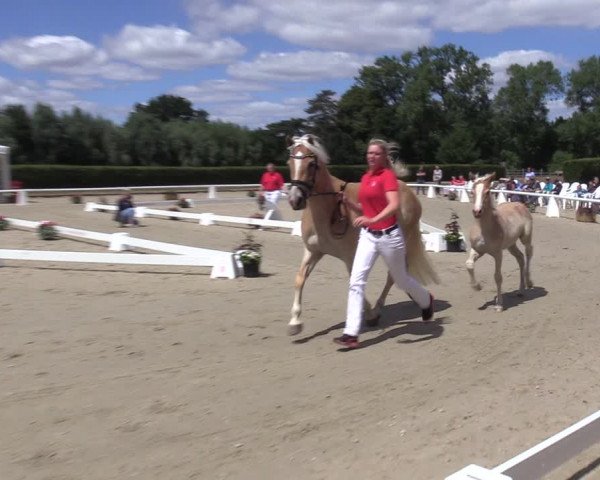 Handorfer Haflinger-Tag 2022
