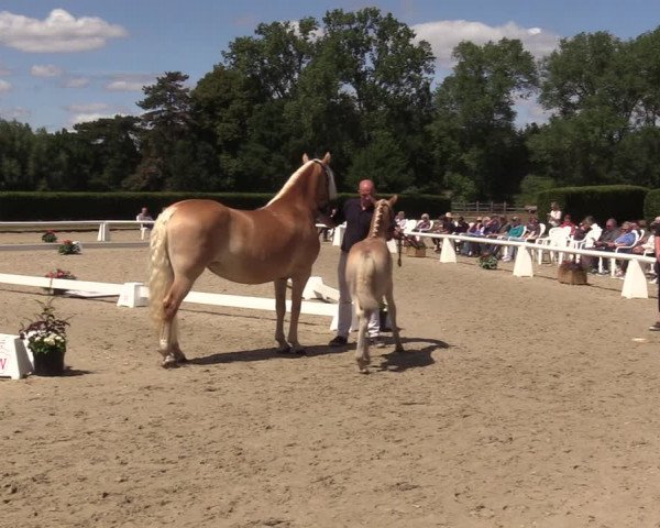 Handorfer Haflinger-Tag 2022