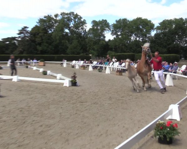 Handorfer Haflinger-Tag 2022