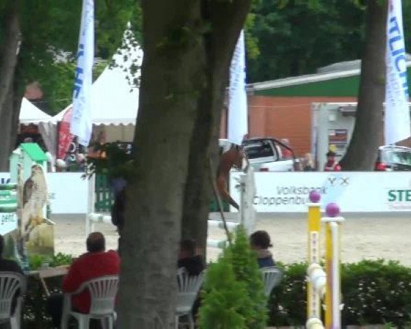 jumper Energy Lady (Hanoverian, 2004, from El Bundy)