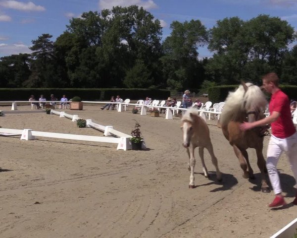 Handorfer Haflinger-Tag 2022