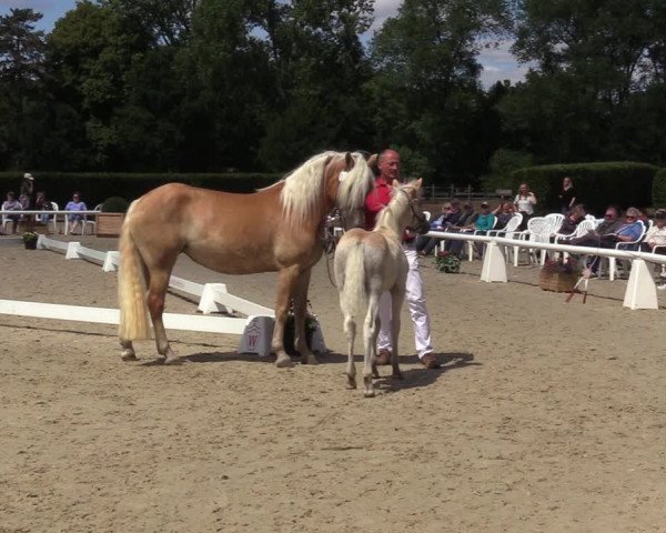 Handorfer Haflinger-Tag 2022