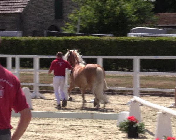 Handorfer Haflinger-Tag 2022
