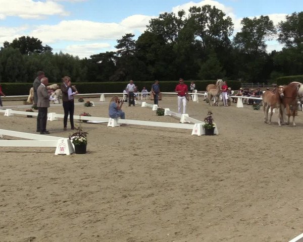 Handorfer Haflinger-Tag 2022
