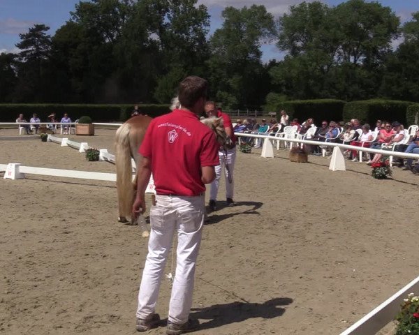 Handorfer Haflinger-Tag 2022