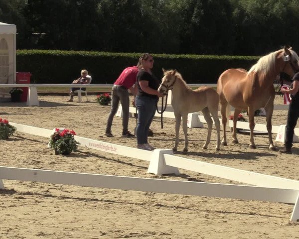 Handorfer Haflinger-Tag 2022