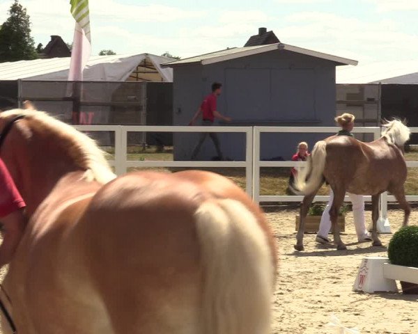 Handorfer Haflinger-Tag 2022