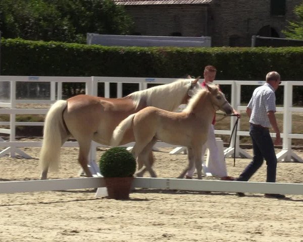 Handorfer Haflinger-Tag 2022