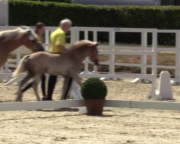 Handorfer Haflinger-Tag 2022