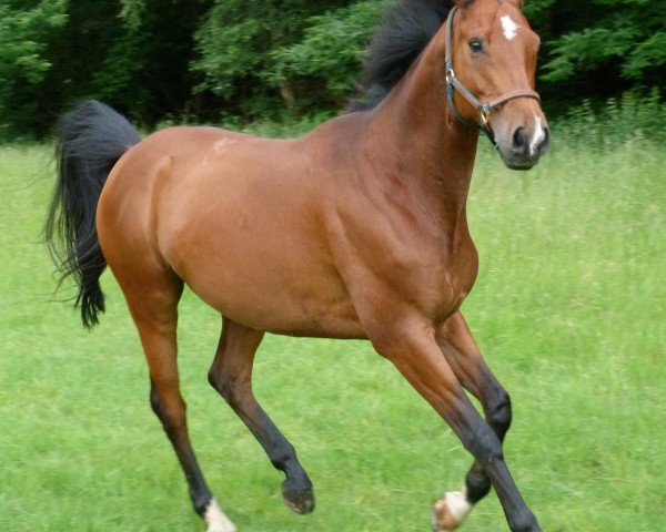 horse Grisu (Trakehner, 2003, from Cadeau)