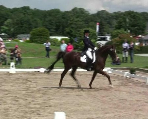 horse Dorny 2 (Oldenburg, 1996, from Donnerschlag)