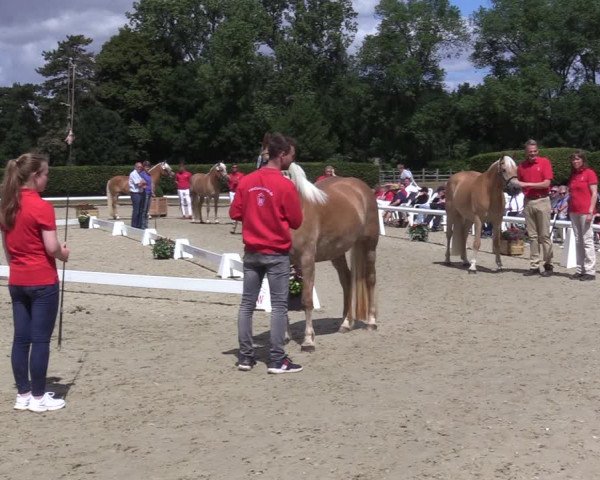 Handorfer Haflinger-Tag 2022