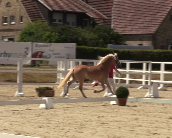Handorfer Haflinger-Tag 2022