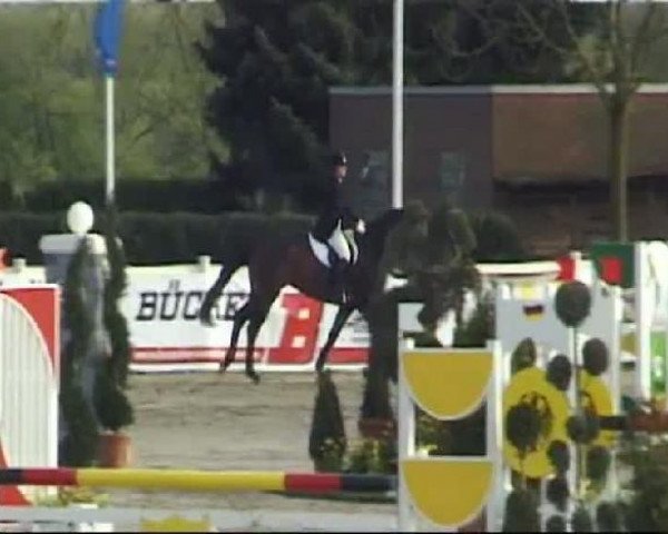jumper Di'Mayfair (Hanoverian, 2001, from Metternich)