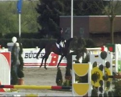jumper Di'Mayfair (Hanoverian, 2001, from Metternich)