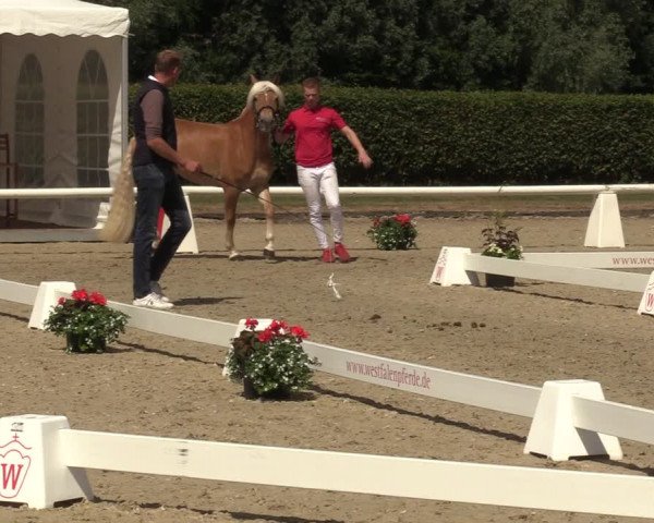 Handorfer Haflinger-Tag 2022