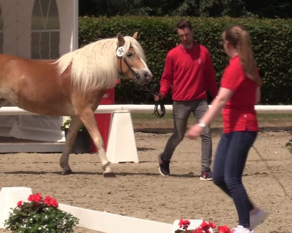 Handorfer Haflinger-Tag 2022