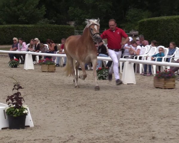 Handorfer Haflinger-Tag 2022