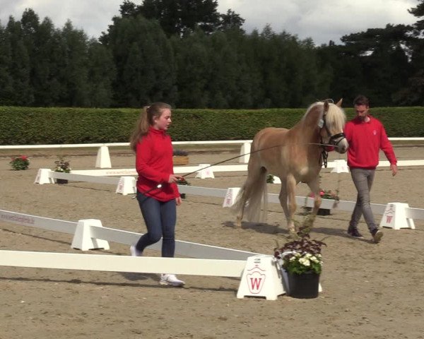 Handorfer Haflinger-Tag 2022