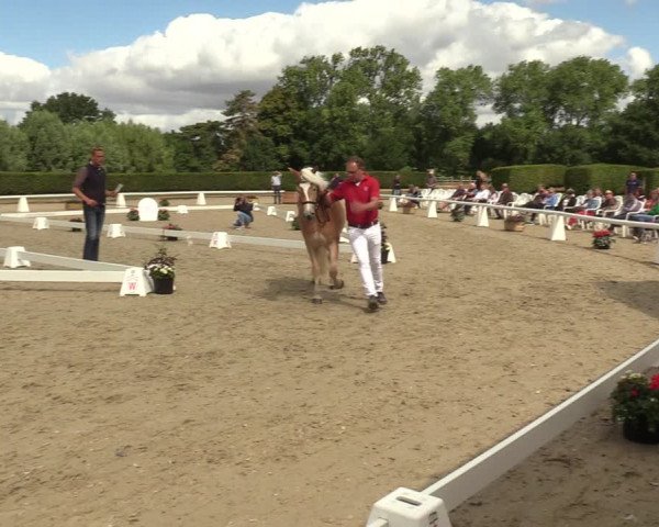 Handorfer Haflinger-Tag 2022