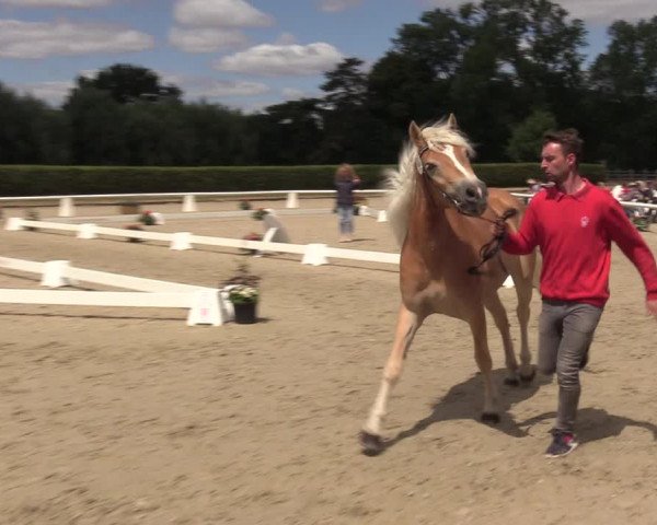 Handorfer Haflinger-Tag 2022