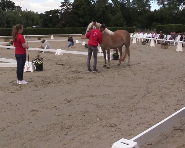 Handorfer Haflinger-Tag 2022