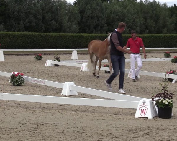 Handorfer Haflinger-Tag 2022