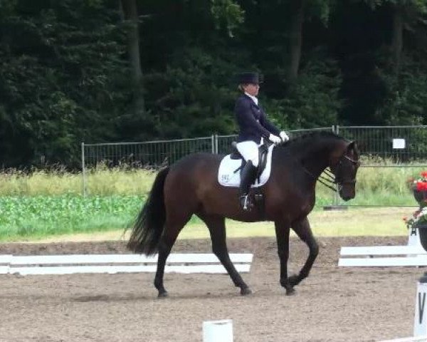 dressage horse Don Diamond (Oldenburg, 2005, from Don Gregory)