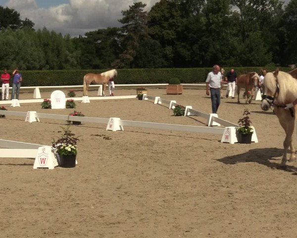 Handorfer Haflinger-Tag 2022