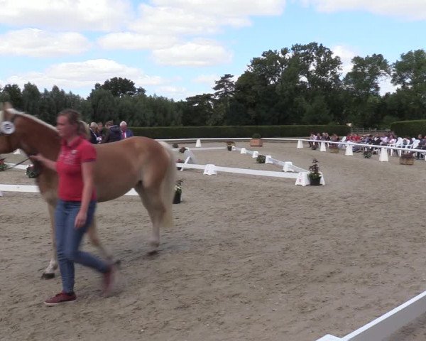 Handorfer Haflinger-Tag 2022
