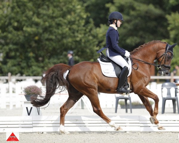 Dressurpferd Bonamie 6 (Deutsches Reitpony, 2010, von Benetton S)