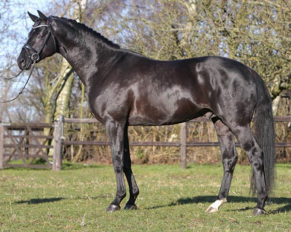 stallion K3 Noir (Trakehner, 2003, from K2 T)