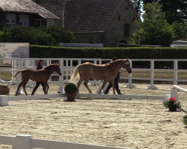 Handorfer Haflinger-Tag 2022