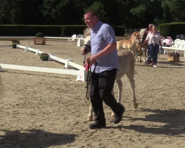 Handorfer Haflinger-Tag 2022
