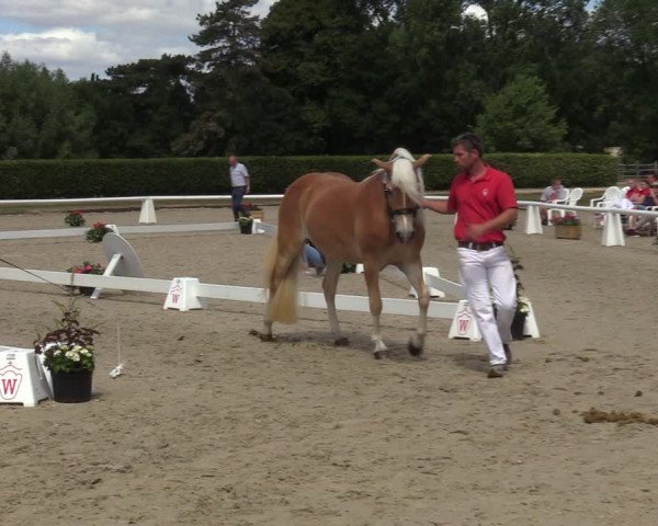 Handorfer Haflinger-Tag 2022