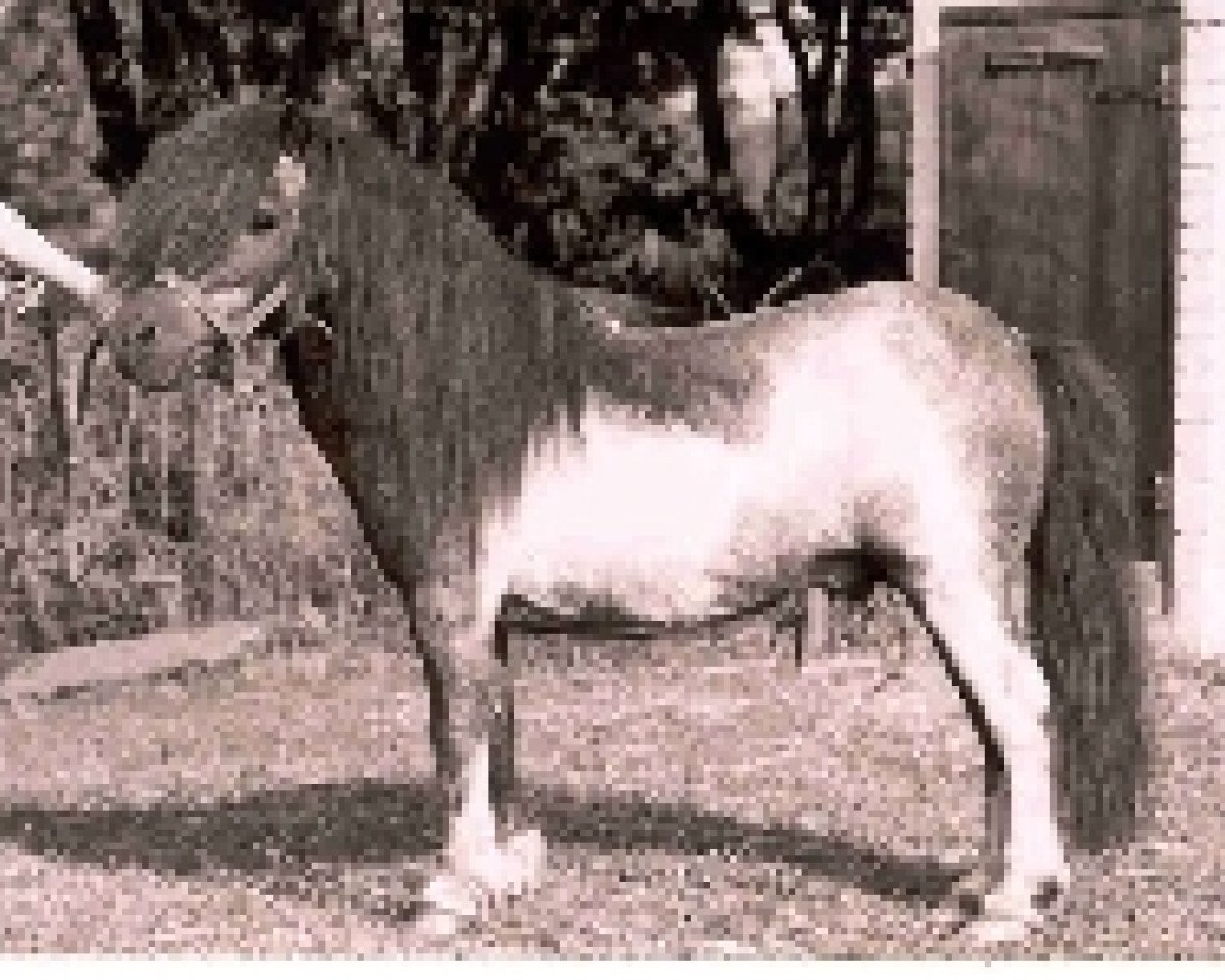 Deckhengst Urban van Ons Genoegen (Shetland Pony (unter 87 cm), 1983, von Ollie v.d. Eickenwal)