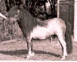 stallion Urban van Ons Genoegen (Shetland pony (under 87 cm), 1983, from Ollie v.d. Eickenwal)