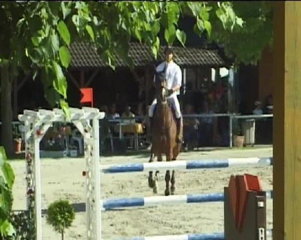 jumper Quax 25 (Holsteiner, 2002, from Quantum)