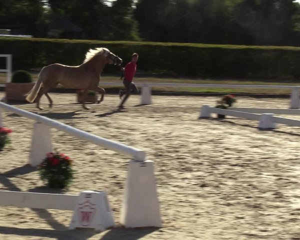 Handorfer Haflinger-Tag 2022