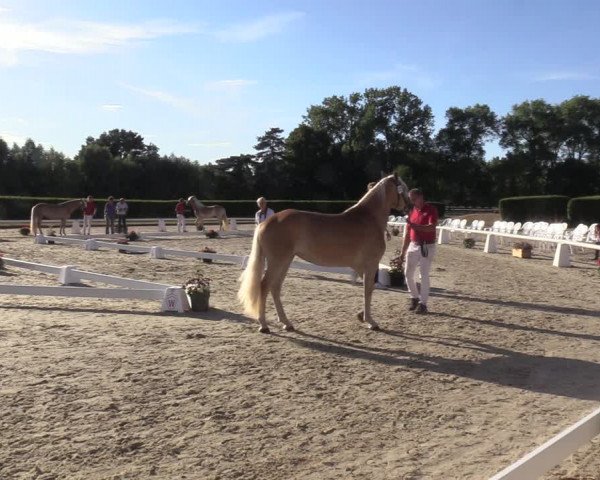 Handorfer Haflinger-Tag 2022