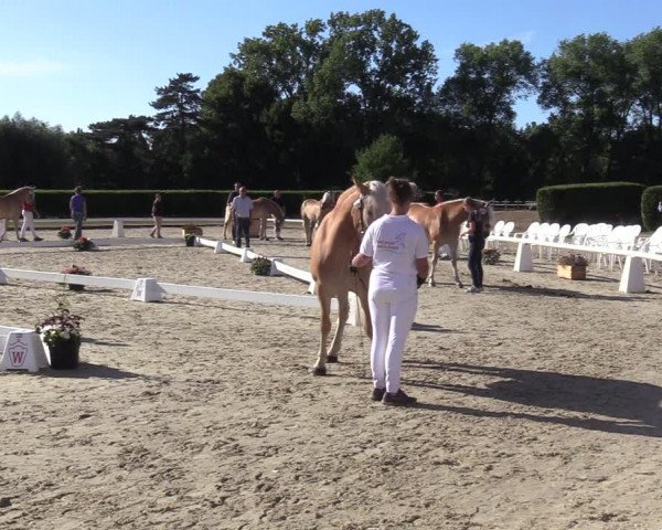 Handorfer Haflinger-Tag 2022